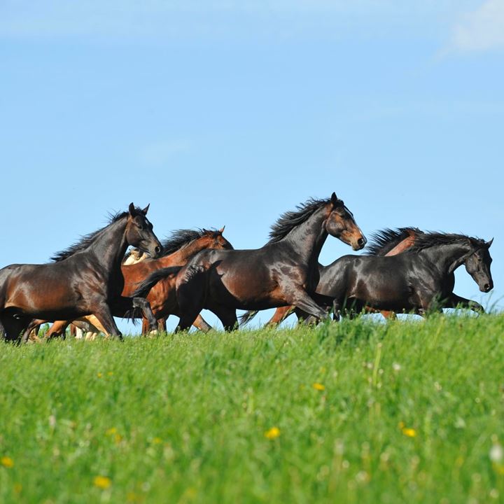 Kudde Paarden In Weiland